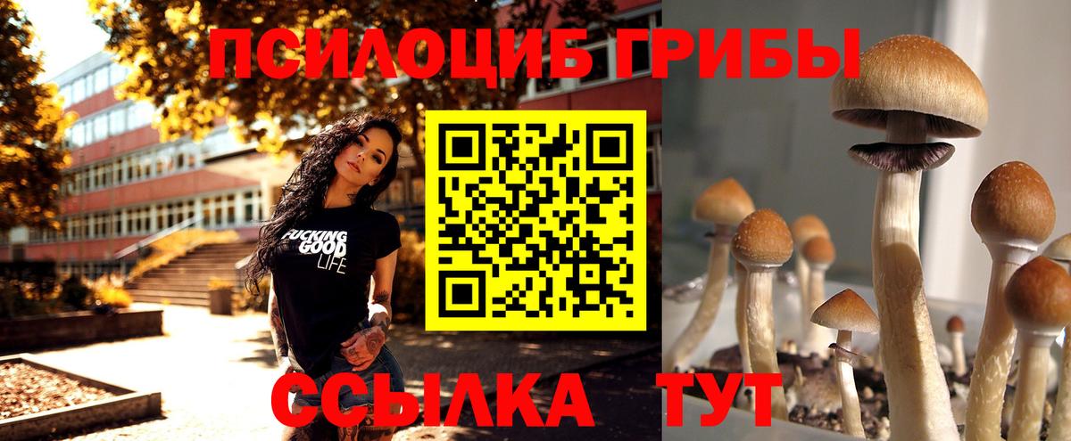 Псилоцибиновые грибы мицелий Фрязино